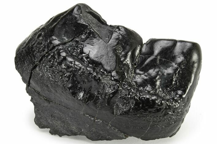 Partial Gomphotherium (Mastodon Relative) Molar - South Carolina #235825